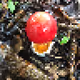 tamagodake