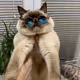 Misha_Kat