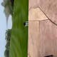 ryanisDRC1