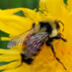 MerryBee