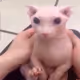 Grimasikal