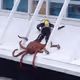Octopus79
