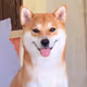 shibadogeth