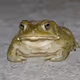 nopetoadz