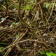 Ayahuascanator