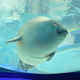 AzarashiAquarium