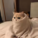 chanceliu