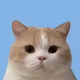 AngryCat88