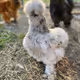 BluebirdFamilyFarm