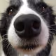 Sniffers