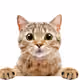 asdfewrg