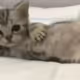 DaBigFatCatWidDaBigBelly
