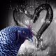 8-3PL