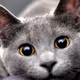 OliverKillerCat