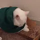 EdisonCats