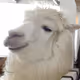 Tomisa_Alpaca