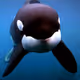 Orca-G