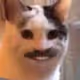 bimbohabeeb