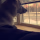 Nitrof_Sevy