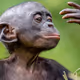 APEPLAY