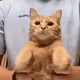 catbotter