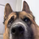 Amirrooz