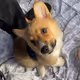 ChurroTheCorgi