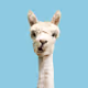 llamaguy