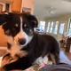 Some_Doggy