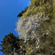 chopbreath