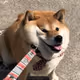 PocketShibe