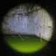 Lupix