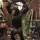 primate_zer0