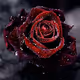redroses801