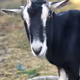 Namero