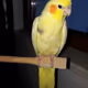 YellowBirdd