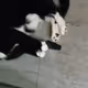 MrPussPuss