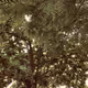 Apostle_