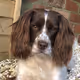 JunoTheSpringer