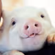 pigz