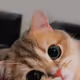 SIEBENSOUL
