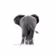 TheDrunkTrunk