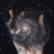 Universal_Creator_NFTs