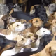 helpfeedmydogs