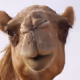 Camelletson