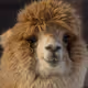 bimba_alpaca