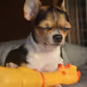 SleepyChihuahua