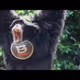 frogmonkee.eth