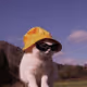Catboycarls