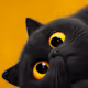 black_beard01